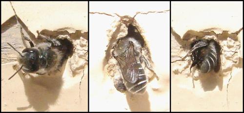 Réf. 55 957 : Osmia sp.