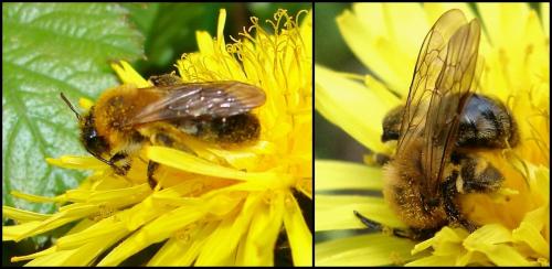 Réf. 55 740 : Andrena nitida