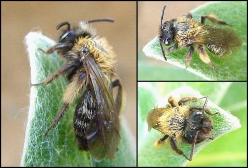Andrena sp.