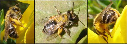 Andrena sp.