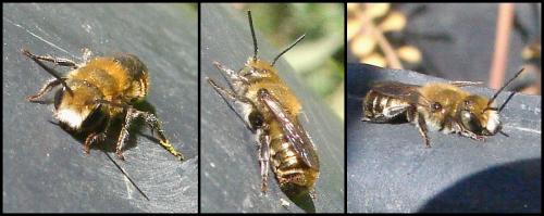 Osmia sp.