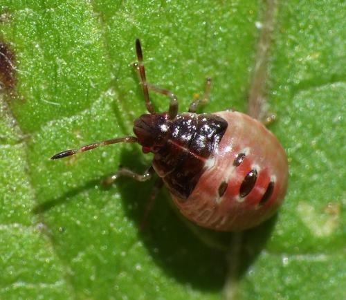 Réf. 55 007 : Elasmostethus sp.