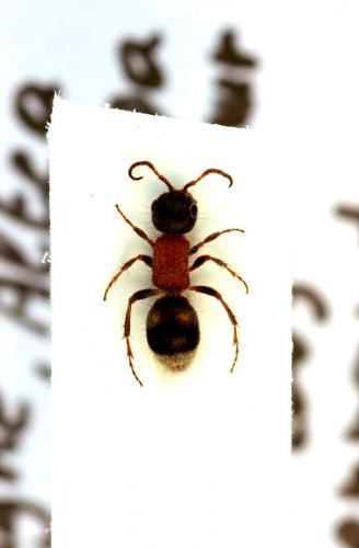 Bidecoloratilla chiesii