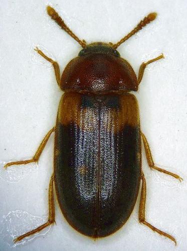 Réf. 55 741 : Mycetophagus piceus