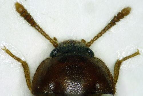 Réf. 55 849 : Mycetophagus piceus