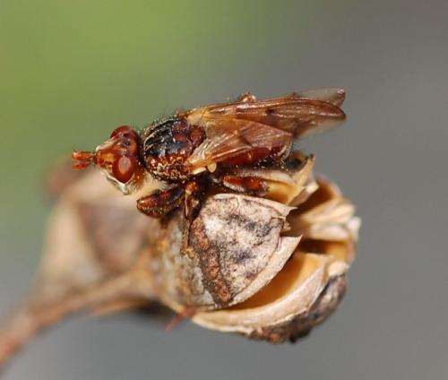 Myopa tessellatipennis
