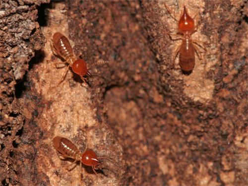 Nasutitermes canaliculatus