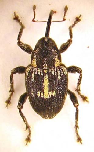 Réf. 55 595 : Archarius crux