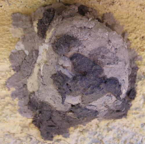 Sceliphron caementarium