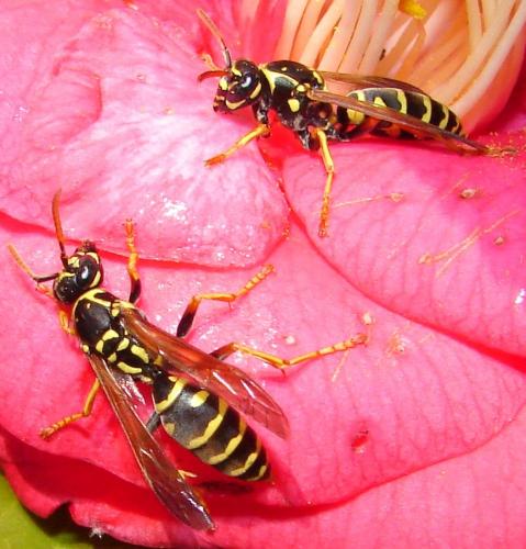 Réf. 55 280 : Polistes nimpha