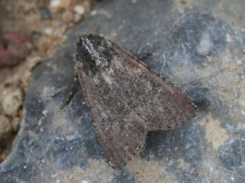 Réf. 55 134 : Peridroma saucia