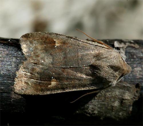 Réf. 55 723 : Eupsilia transversa