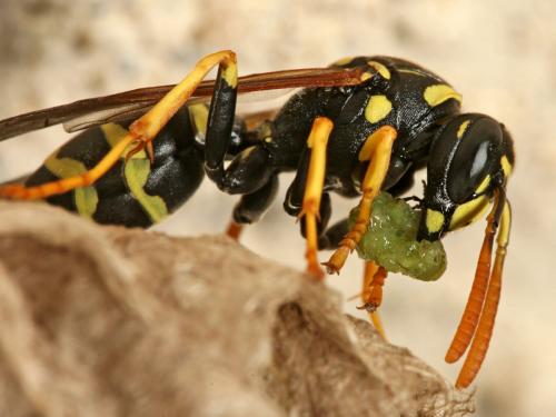 Polistes gallicus