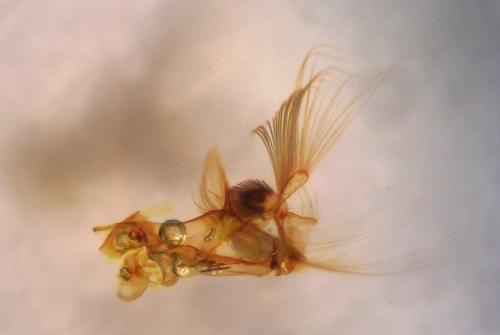 Réf. 55 103 : Nycteola revayana
