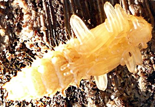 Pyrochroa sp.