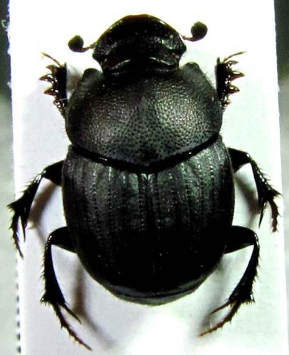 Onthophagus verticicornis