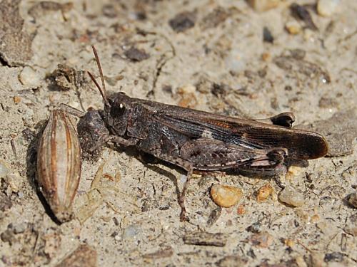 Réf. 55 349 : Aiolopus strepens