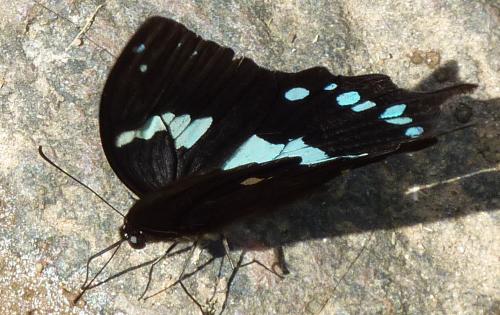 Réf. 55 644 : Papilio oribazus