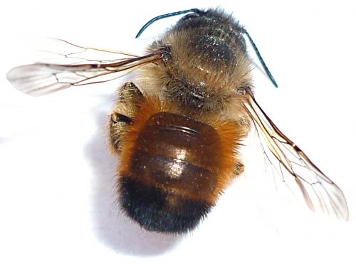 Réf. 55 651 : Osmia bicornis