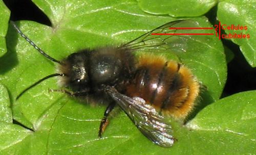 Osmia cornuta