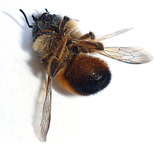 Réf. 55 639 : Osmia bicornis