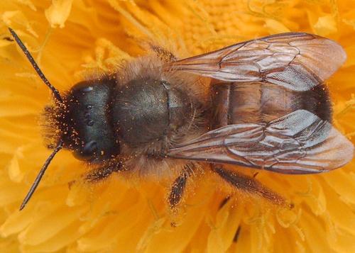 Réf. 55 217 : Osmia bicornis