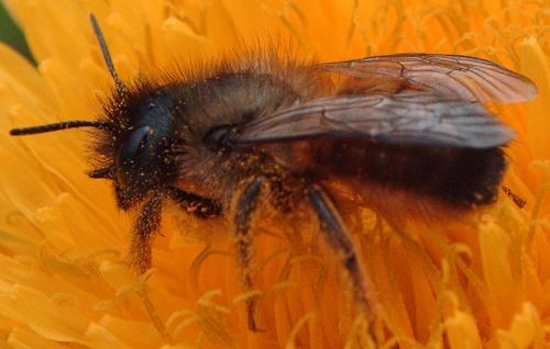 Réf. 55 218 : Osmia bicornis