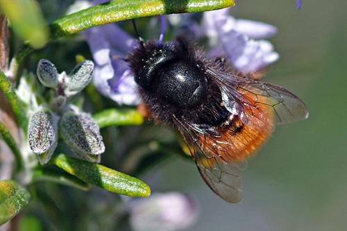 Osmia cornuta