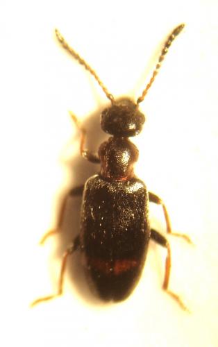 Microhoria venusta