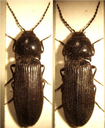 Megathous nigerrimus