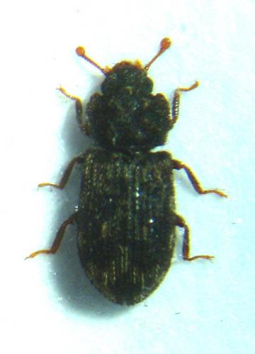 Réf. 55 658 : Synchita variegata