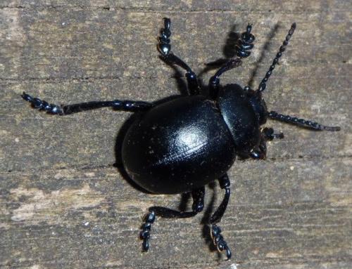 Timarcha tenebricosa