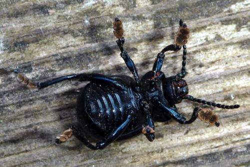 Réf. 55 563 : Timarcha tenebricosa