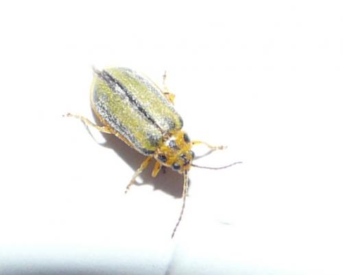 Xanthogaleruca luteola