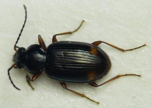 Bembidion biguttatum