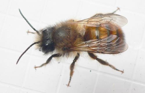 Réf. 55 257 : Osmia bicornis