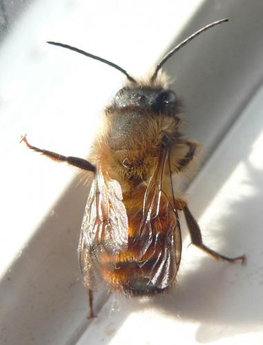 Réf. 55 279 : Osmia bicornis