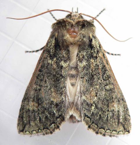 Polyploca ridens