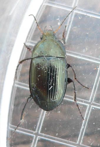 Réf. 55 667 : Amara ovata