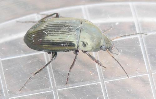 Réf. 55 734 : Amara ovata