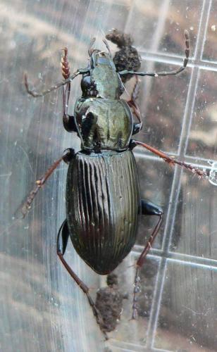 Pterostichus oblongopunctatus
