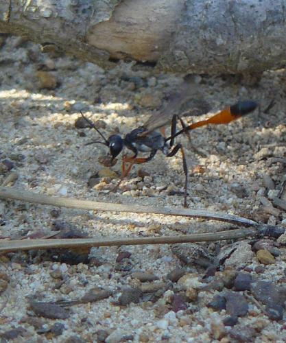 Réf. 55 471 : Ammophila heydeni