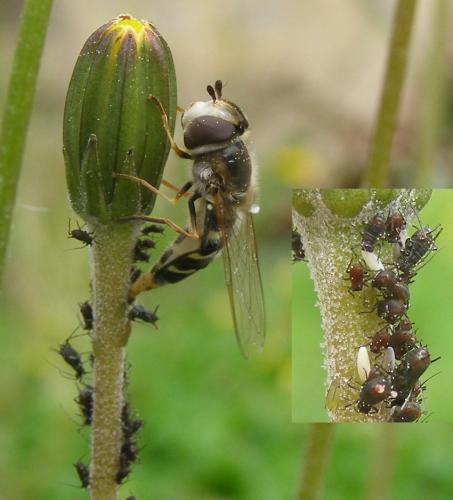 Scaeva pyrastri