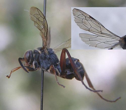 Ceropales cribrata