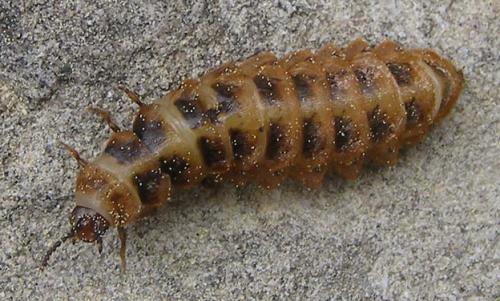 Drilus flavescens