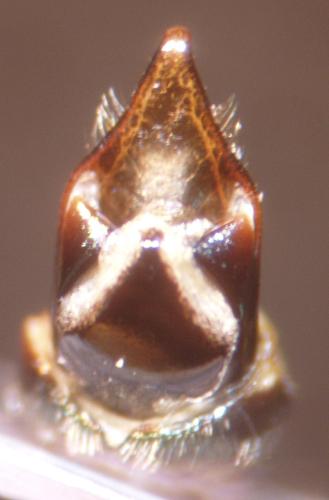 Cryptocephalus aureolus