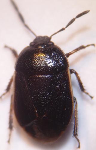 Adomerus maculipes