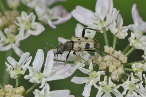 Réf. 55 133 : Pachytodes cerambyciformis