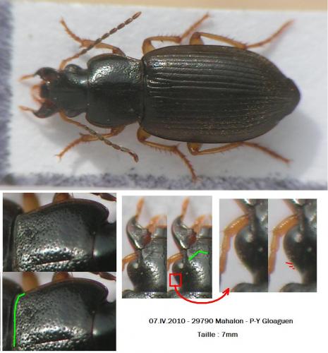 Réf. 55 632 : Parophonus maculicornis