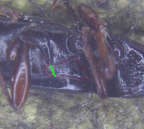 Réf. 55 276 : Patrobus atrorufus